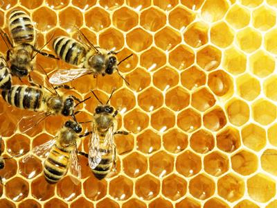Amphenol Procom IoT Solution Helps Honey Production